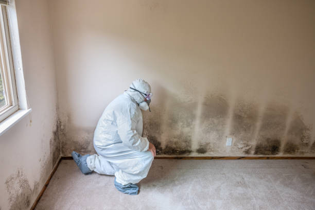 Why You Should Choose Our Mold Remediation Services in Hawthorne, NY